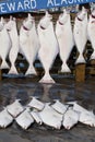 Catch of fresh halibut Royalty Free Stock Photo