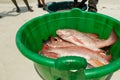 Catch fresh red snapper on shore ocean