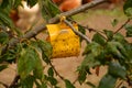 Catch insect and bugs hanging in a cherry tree Royalty Free Stock Photo