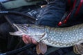 Catch of pike fish in fisherman\'s hand