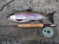 The Catch, Rainbow Trout Fish