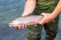 Catch and Release Native Rainbow Redside Trout Royalty Free Stock Photo