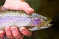 Catch and Release Native Rainbow Redside Trout Royalty Free Stock Photo