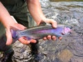 Catch and Release Native Rainbow Redside Trout Royalty Free Stock Photo