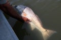 Catch and release a nice size redfish Back into the wild. Royalty Free Stock Photo