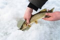 Catch and release small pike rule under winter fishing. Fisherman hands releasing fish into ice hole, closeup.