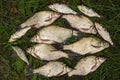 Catch of river fish from the splinter: bream, crucian carp, rudd, roach Royalty Free Stock Photo