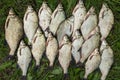 Catch of river fish from the splinter: bream, crucian carp, rudd, roach Royalty Free Stock Photo