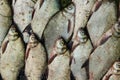 Catch of river fish from the splinter: bream, crucian carp, rudd, roach Royalty Free Stock Photo