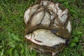 Catch of river fish from the splinter: bream, crucian carp, rudd, roach Royalty Free Stock Photo