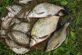 Catch of river fish from the splinter: bream, crucian carp, rudd, roach Royalty Free Stock Photo