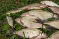 Catch of river fish from the splinter: bream, crucian carp, rudd, roach Royalty Free Stock Photo