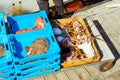 Catch sea lobster, redfish and Monkfish, Blanes