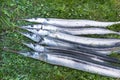 A catch of shining silvery garfish on the lawn Royalty Free Stock Photo