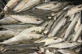 Catch of Spanish mackerel fish
