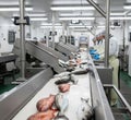 From Catch to Consumption: Fish Processing and Sorting Line Royalty Free Stock Photo