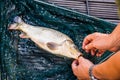 Catched carp in a net and taking up the hook of the mouth Royalty Free Stock Photo