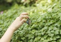 Catching Butterflies