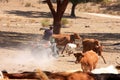 Catching a calf with lariat in Alentejo, Portugal