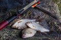Several fish of common roach (Rutilus Rutilus) with float rod on black fishing net Royalty Free Stock Photo