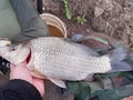 catching a fisherman, cleaning a fish Royalty Free Stock Photo