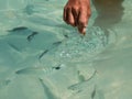 Catching Fishes in Transparent Sea with Bare Hands