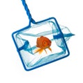 Catching a goldfish Royalty Free Stock Photo