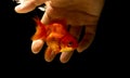 Catching a goldfish underwater with a bare hand,Catch goldfish b