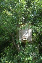 Catching a honey bees swarm. Wooden trap for wild bees or for swarming bees