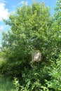 Catching a honey bees swarm. Wooden trap for wild bees or for swarming bees hide in tree