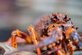 Catching live Lobster in America. Fishing crayfish in Tasmania Australia. ready for chinese new year Royalty Free Stock Photo