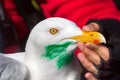 Catching, marking glaucous gull (Larus hyperboreus) with objective of ringing and behavior study Royalty Free Stock Photo