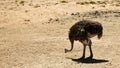 Catching a morning snack. an ostrich on the plains of Africa.