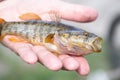 Catching rotan. Fishing on the lake. Rotan fish in the hand of a male fisherman Royalty Free Stock Photo