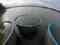 catching and selling carp on the pond dam