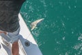 Catching sharks - fisherman in cut-off jeans shorts standing on the deck of a boat pulls a small shark out of the water with a Royalty Free Stock Photo