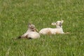 Catching Some Rays Royalty Free Stock Photo