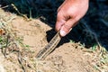 Catching steppe ratsnake or Elaphe dione