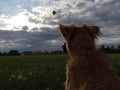 Catching wind evening dog lithuania