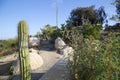 Group Cactus growing in Balboa Park CA USA Royalty Free Stock Photo