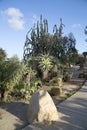 Cactus growing in Balboa Park San Diego CA Royalty Free Stock Photo