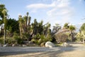 Cactus growing in Balboa Park San Diego CA Royalty Free Stock Photo