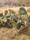 Catcus, pricky, thorns, trees, dry grass