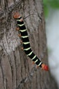 Catepillar