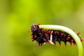 Catepillar of common rose butterfly on leaf Royalty Free Stock Photo