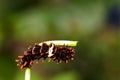 Catepillar of common rose butterfly on leaf Royalty Free Stock Photo