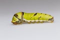 Catepillar of lime Butterfly ( papilio demoleus )