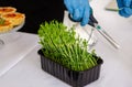 Catering worker in blue rubber gloves cuts fresh pea microgreens with scissors to put on tarts Royalty Free Stock Photo