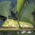 Caterpilar creeping on lemon tree trunk Royalty Free Stock Photo