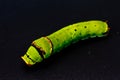 Caterpilla in isolated on black background Royalty Free Stock Photo